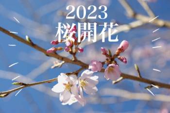 東京開花宣言@ゆみ（2023/03/14 14:33）大橋 ゆみのブログ画像